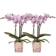 Kolibri Orchids | Combi Deal - 2 Roze Phalaenopsis Orchideeën Mineral Chamberry - Ø9 cm