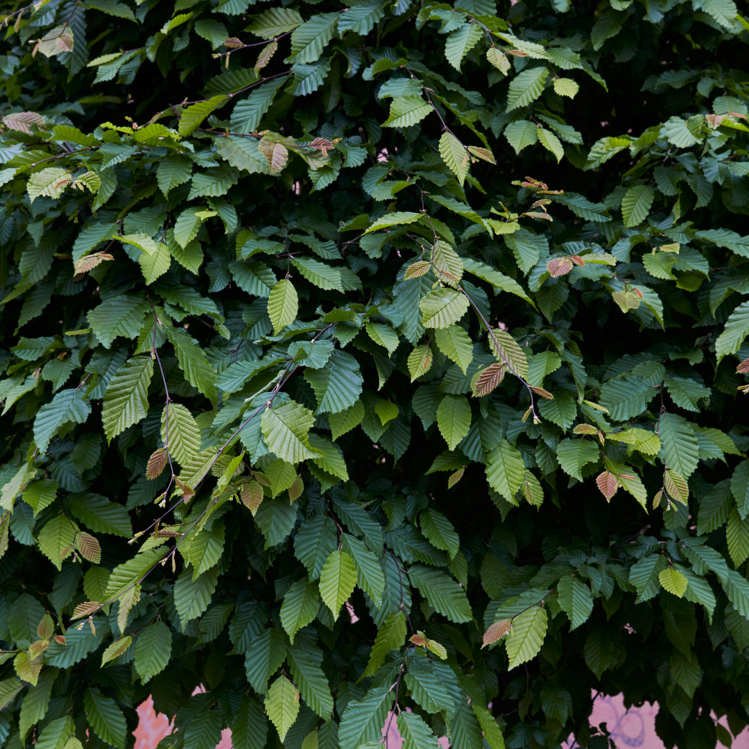 Fagus sylvatica ↕60-80 - Ø 19cm - 50x | Mini Pallet