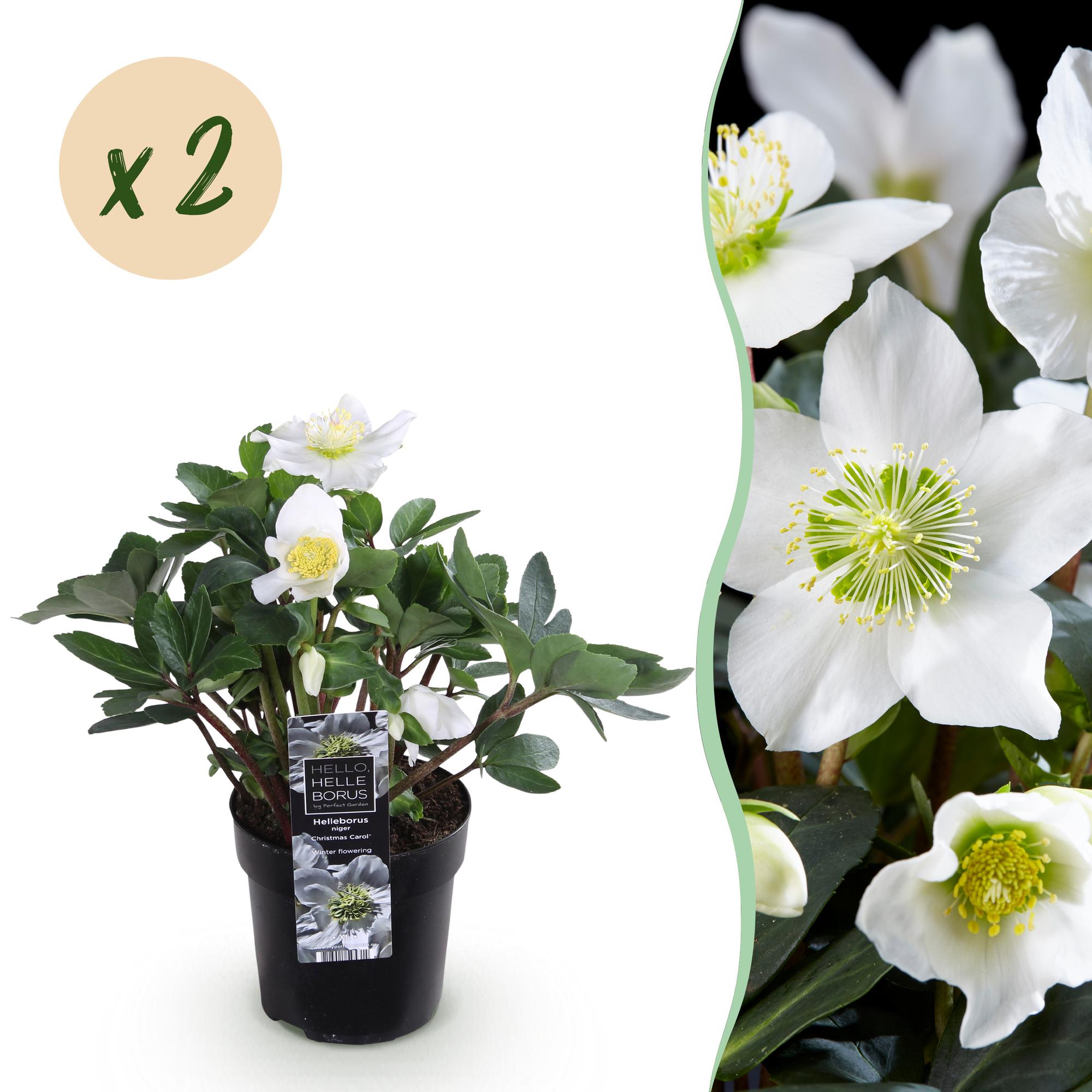 Kerstroos - Helleborus Christmas Carol  - Witte Bloem -2 Planten - Groenblijvend - Pot 10,5cm Hoogte 25cm