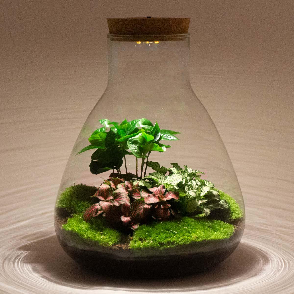 DIY-Terrarium – Sam Coffea mit Lampe – ↕ 30 cm – Flaschengarten – Normal