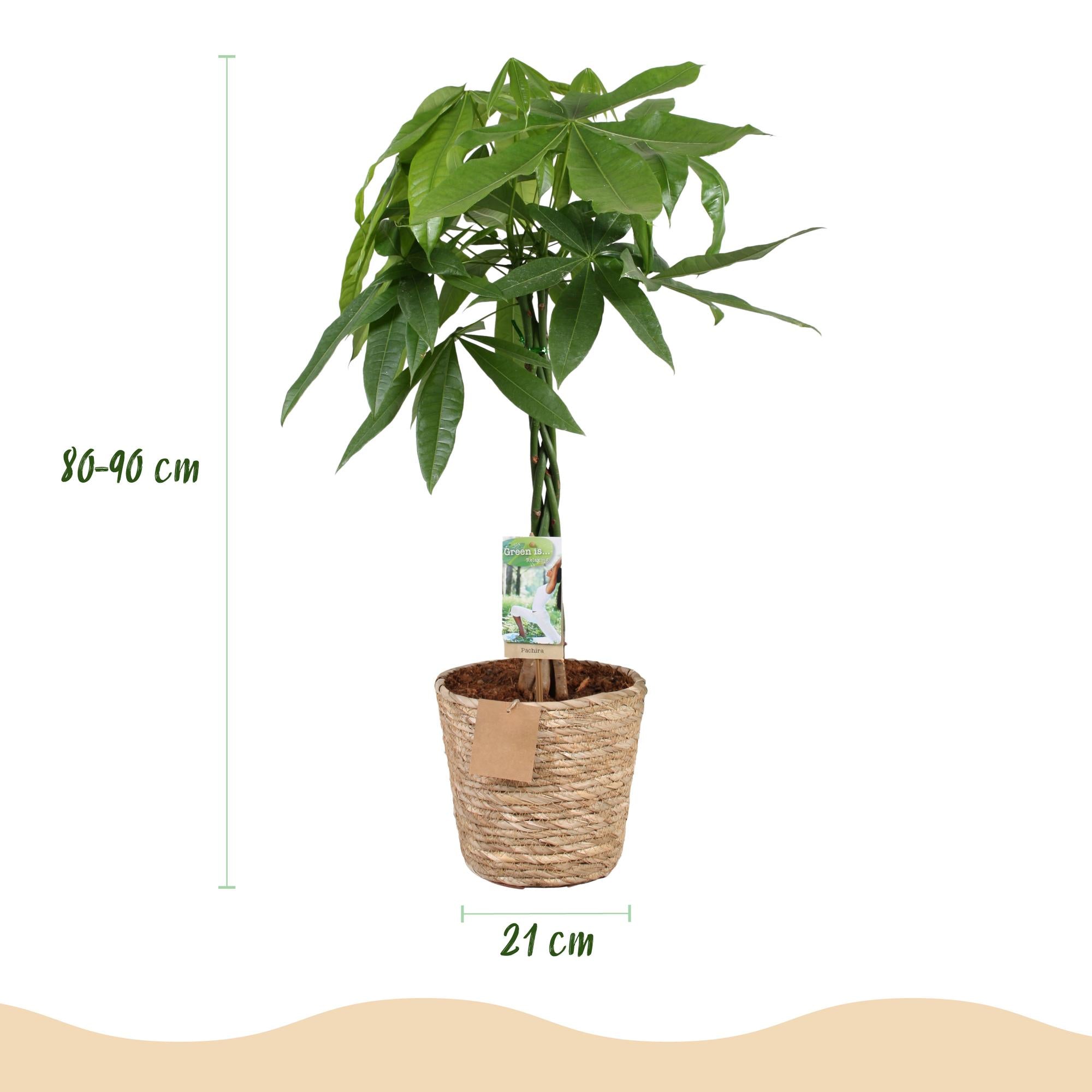 Pachira Aquatica gevlochten stam - Geldboom - met mand - Pot 21cm - Hoogte 80-90cm