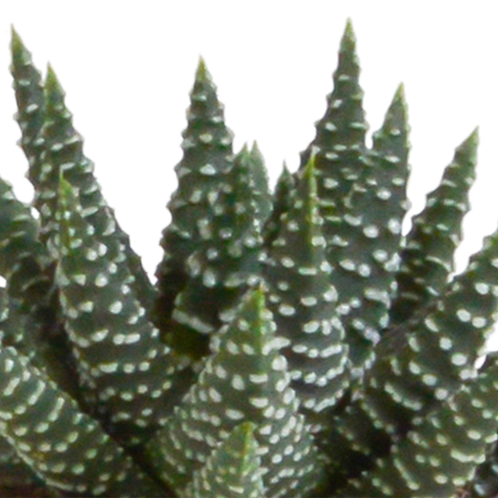 Gasteria/Haworthia mix 5,5cm - 5x - in terracotta pot