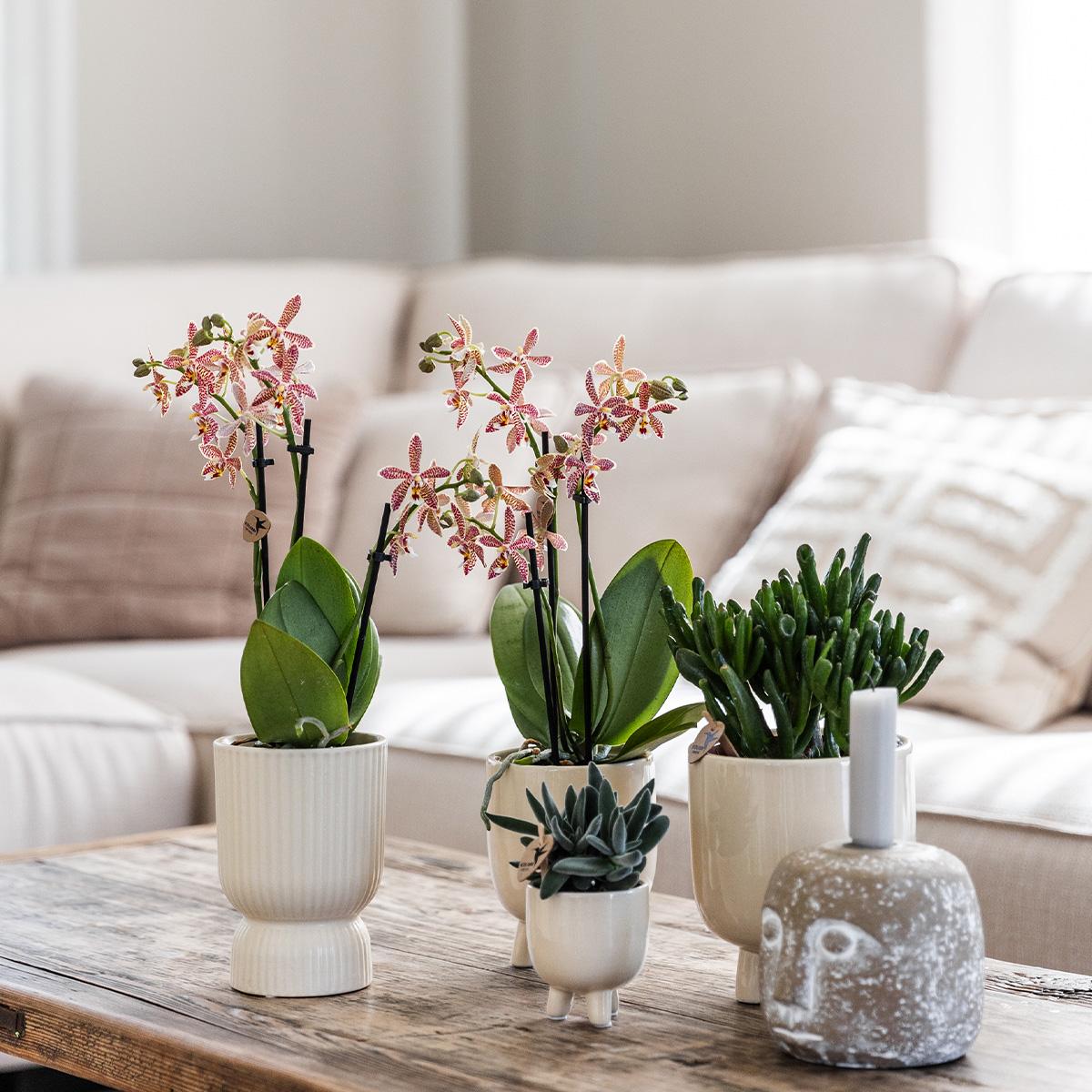 Orchidées Kolibri | Orchidée Phalaenopsis rouge – Congo + Pot en travertin gummy – diamètre du pot : 9 cm | Plante d'intérieur fleurie en pot – fraîchement cueillie