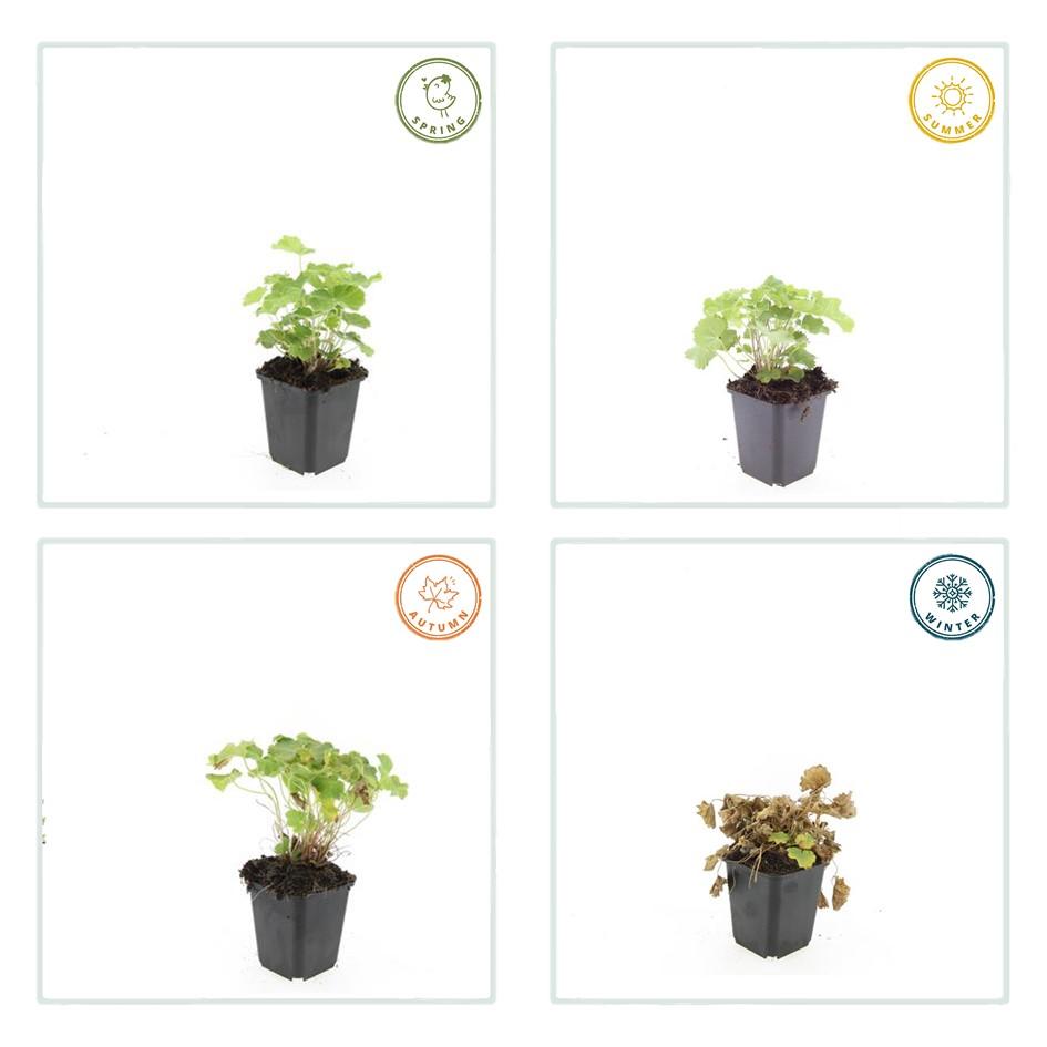 48x Alchemilla mollis - ↕10-25cm - Ø9cm