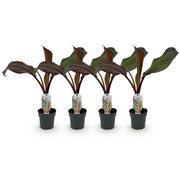 Bananen plant - Ensete ventricosum Maurelli - Winterhard - 4 planten - Pot 12cm Hoogte 30cm
