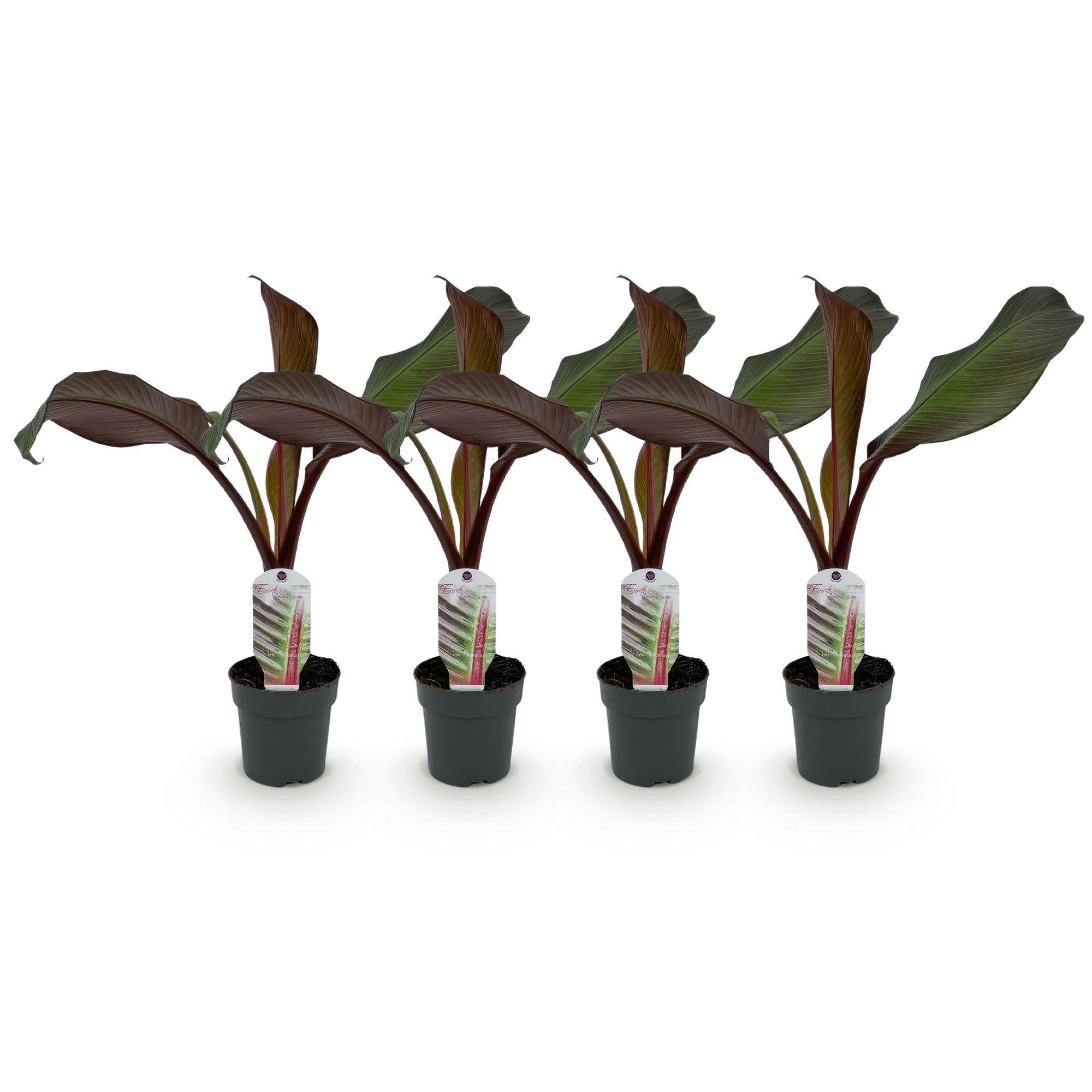 Bananen plant - Ensete ventricosum Maurelli - Winterhard - 4 planten - Pot 12cm Hoogte 30cm