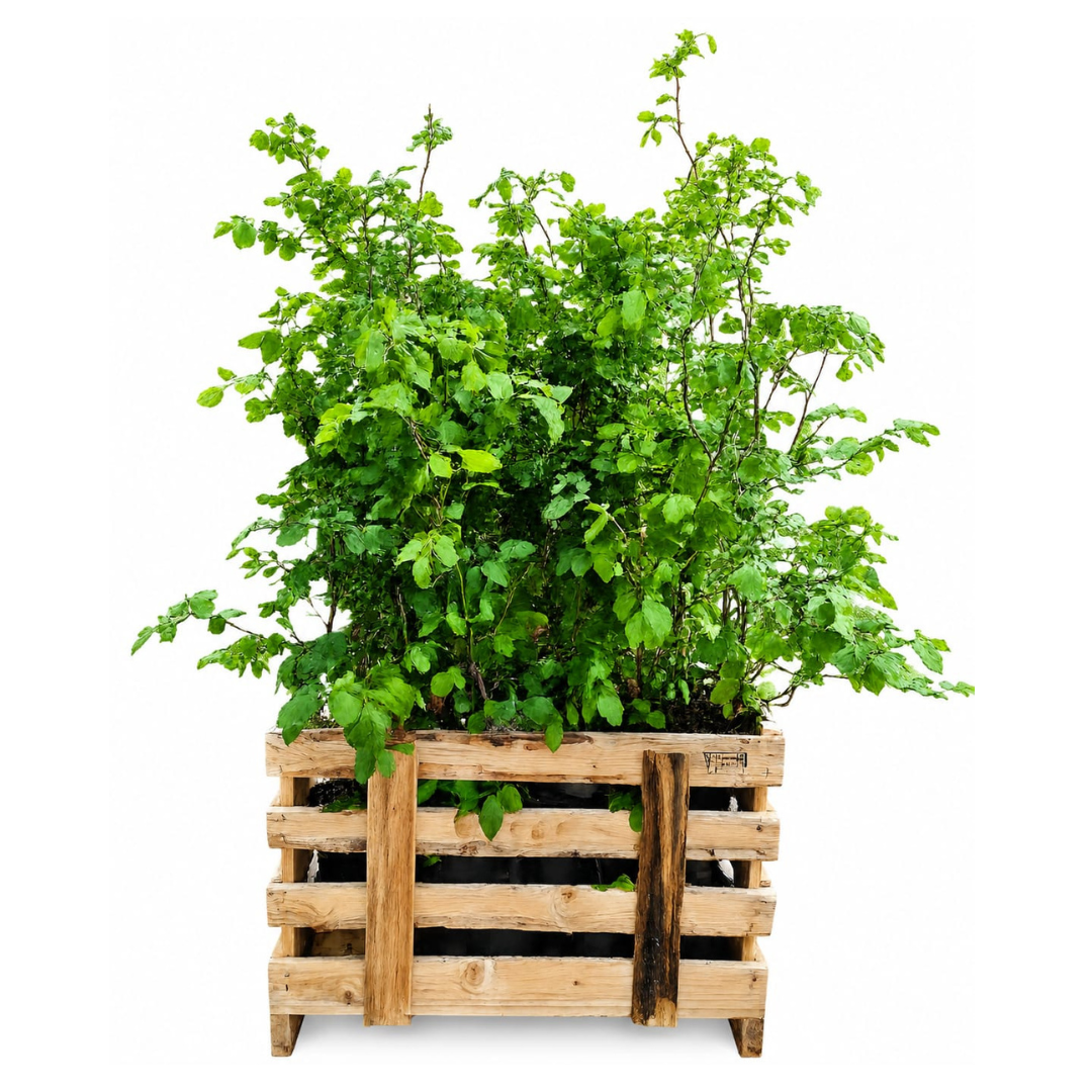 Fagus sylvatica ↕60-80 - Ø 19cm - 50x | Mini Pallet
