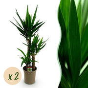 Yucca elephantipes - Weinig onderhoud - Groen - 2 - Pot 21cm - Hoogte 100cm