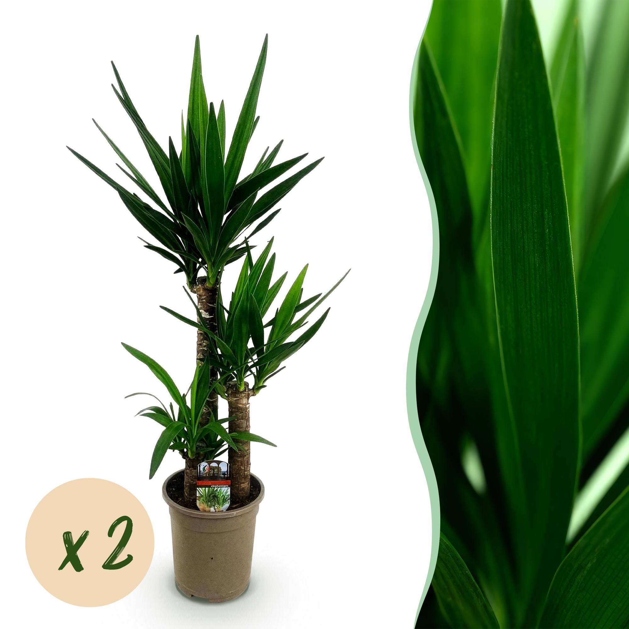 Yucca elephantipes - Weinig onderhoud - Groen - 2 - Pot 21cm - Hoogte 100cm