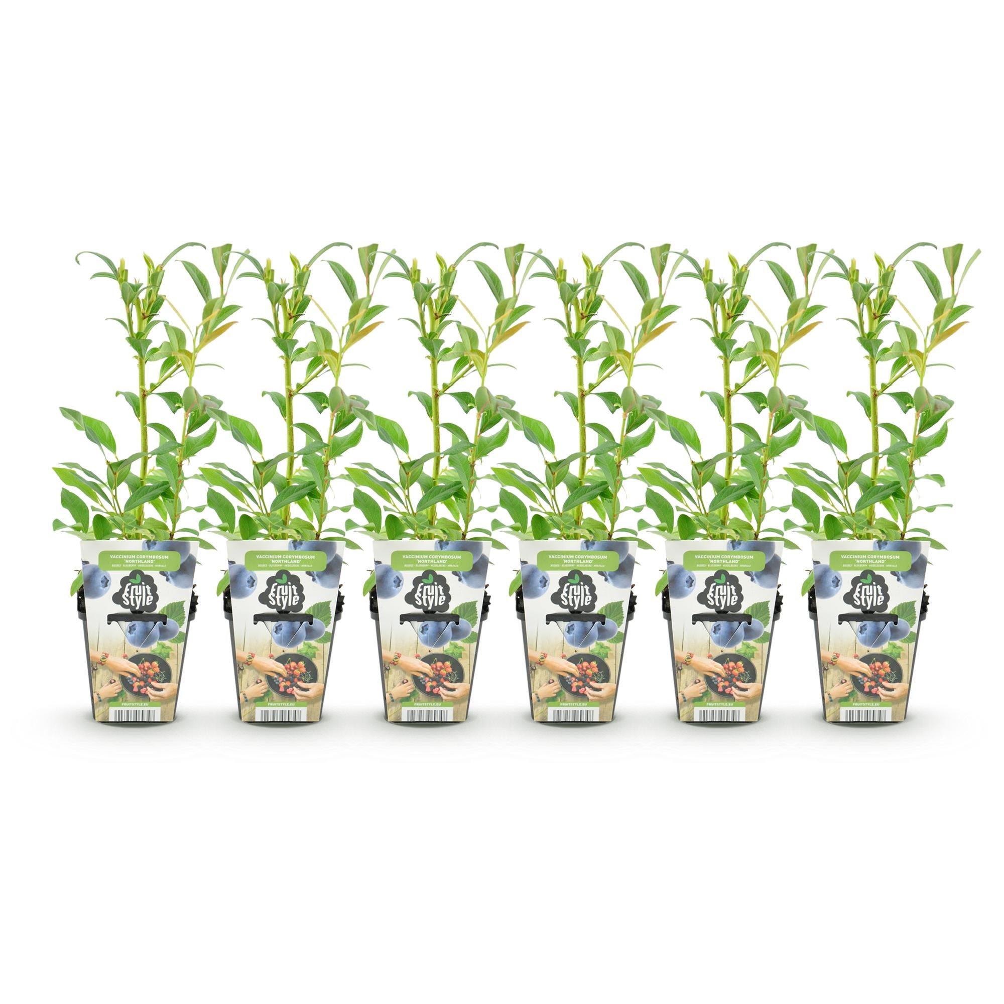 Blauwe Bes - Vaccinium corymbossum Northland - Winterhard - 6 Planten - Pot 9 cm - Blauwe Bes