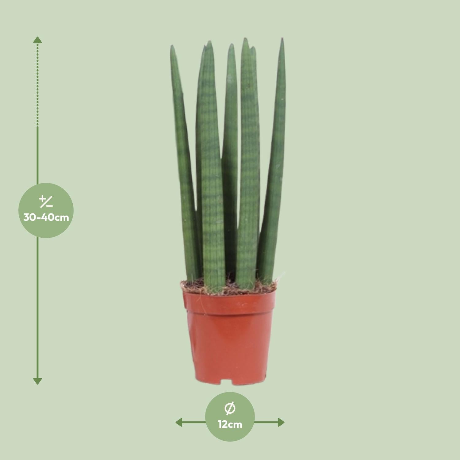 Sansevieria Recta - Ø12cm - ↕40cm