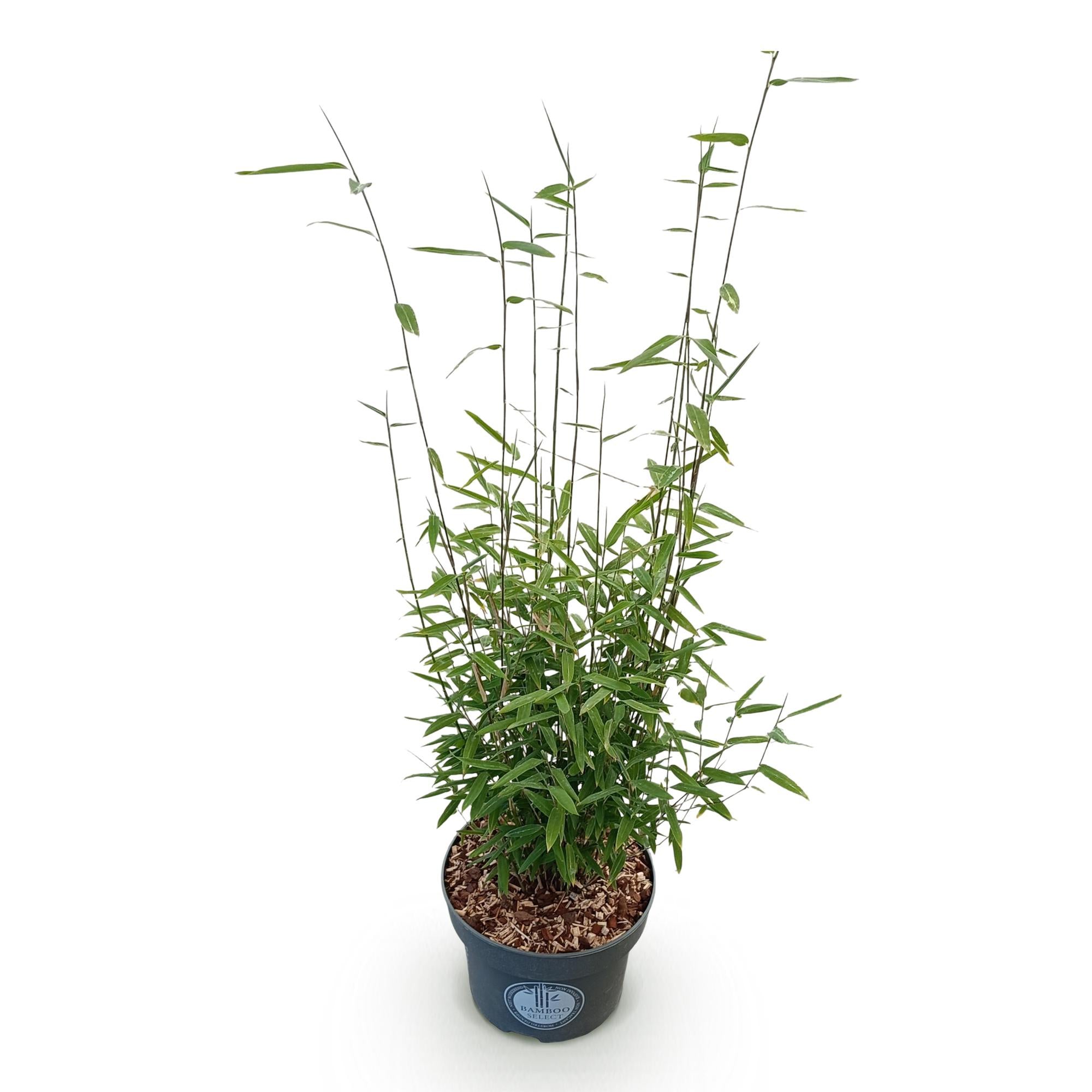 Fargesia nitida Black Dragon - Niet Woekerende Bamboe - Bladhoudend - Groen - 1 Plant - Pot 23 cm - Hoogte 80 cm