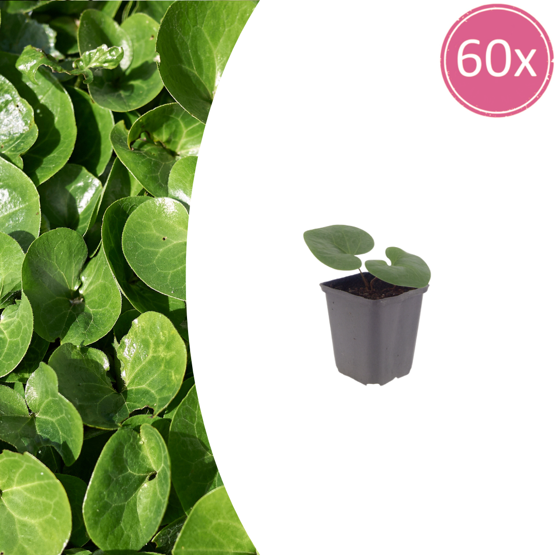 60x Asarum europaeum - ↕10-25cm - Ø9cm