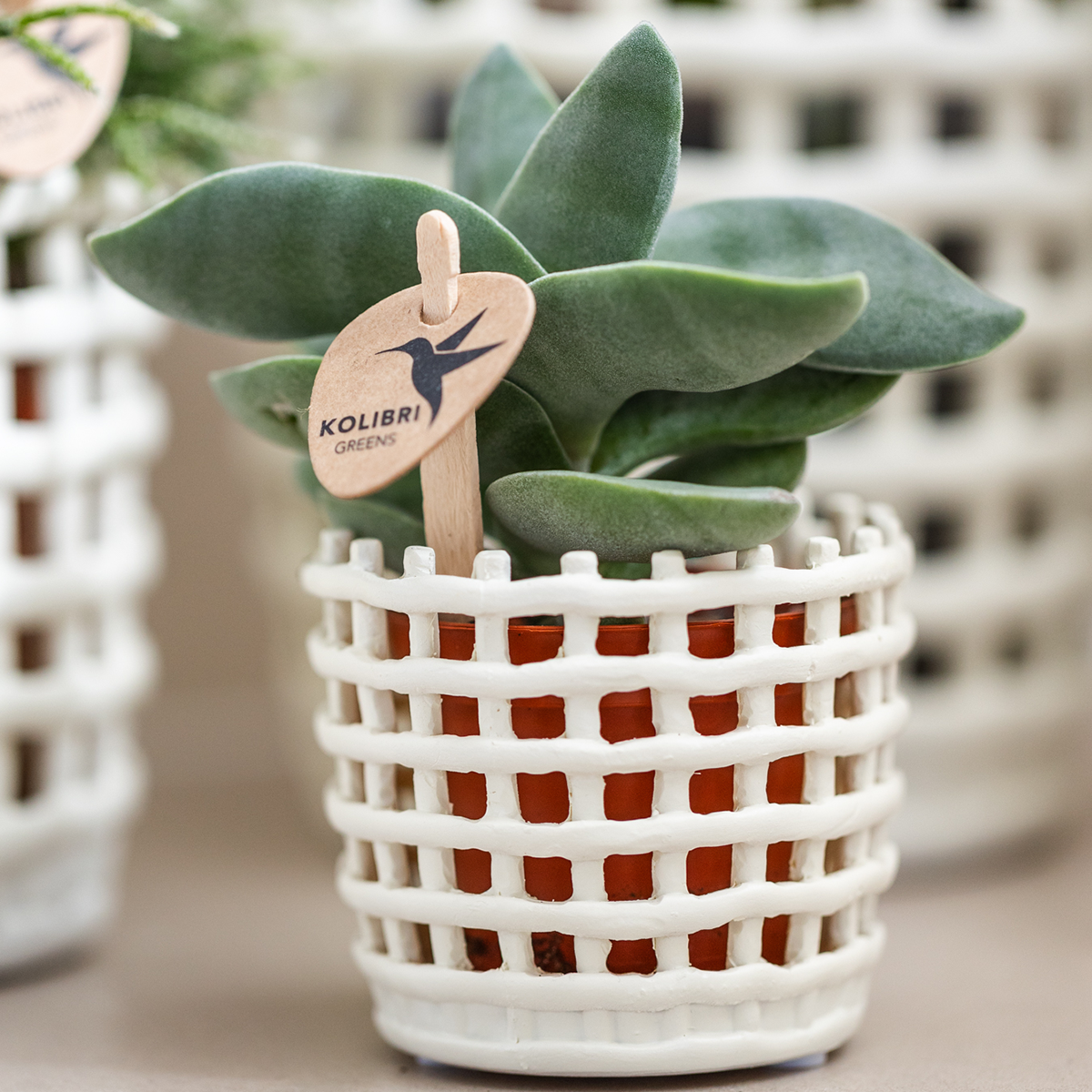 Kolibri Company | Combi deal | Mesh White sierpotten – set 6 cm + 9 cm + 12 cm