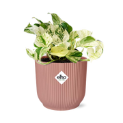 Epipremnum Pinnatum Happy Leaf in ELHO Vibes Fold 14cm roze