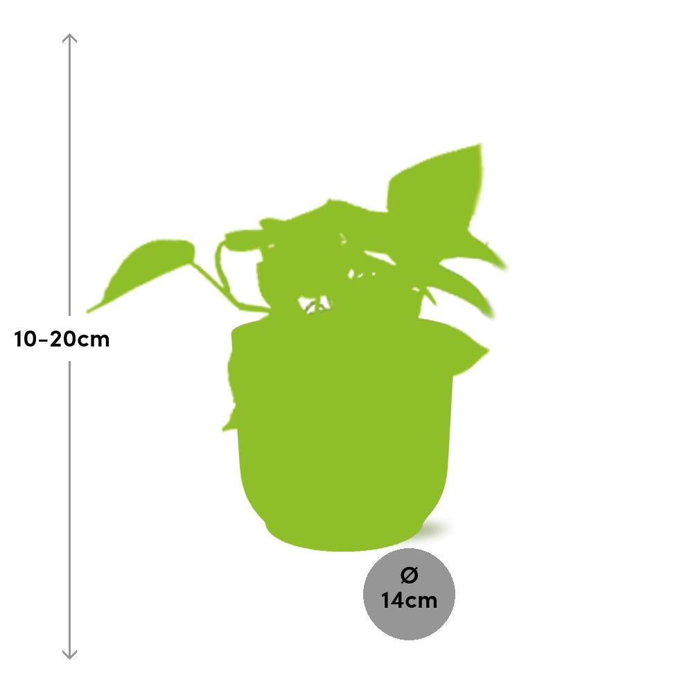 Epipremnum Pinnatum 'Golden Pothos' en pot ELHO Vibes Fold 14 cm rose