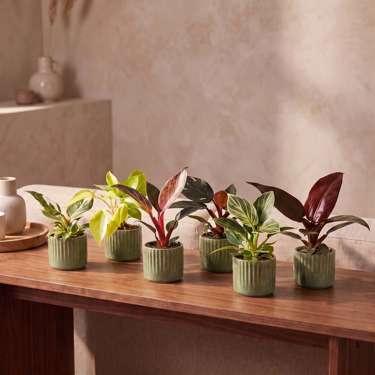 Baby Philodendron Family 6x - Wit - Roze - Geel - Groen - Rood - Tropisch - incl. Linnea Olive - Ø6cm - ↕10-15cm