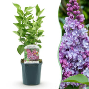 Syringa vulgaris Michel Buchner - Gewone Sering - Winterhard - Roze - 1 Plant - Pot 17cm - Hoogte 45cm