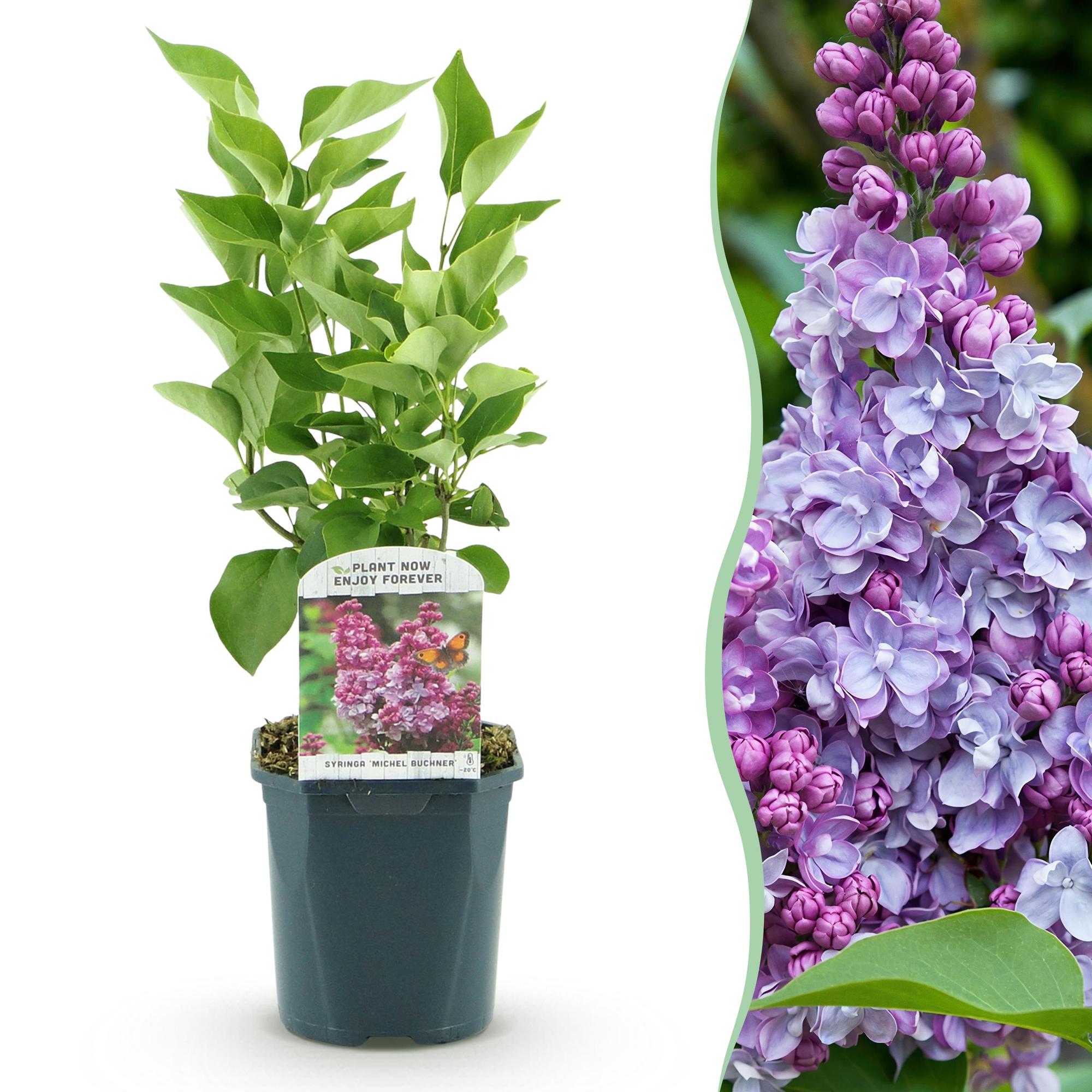 Syringa vulgaris Michel Buchner - Gewone Sering - Winterhard - Roze - 1 Plant - Pot 17cm - Hoogte 45cm
