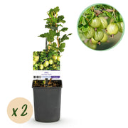 Kruisbes - Ribes uva-crispa Invicta - Groene Bes - 2 planten -  Pot 11cm Hoogte 40cm