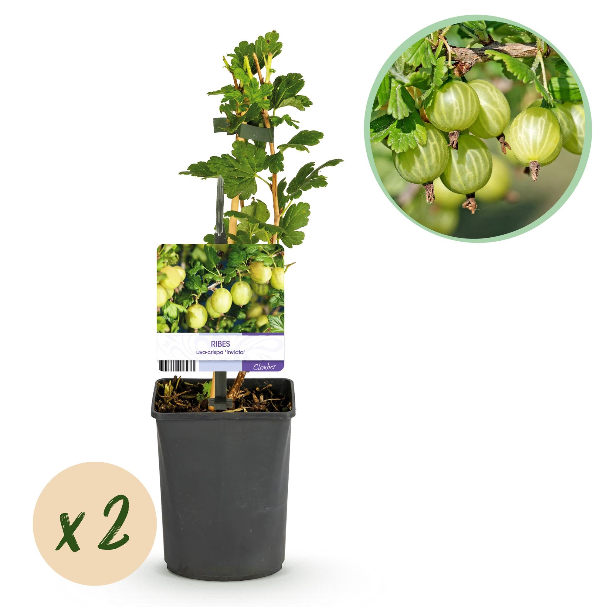 Kruisbes - Ribes uva-crispa Invicta - Groene Bes - 2 planten -  Pot 11cm Hoogte 40cm