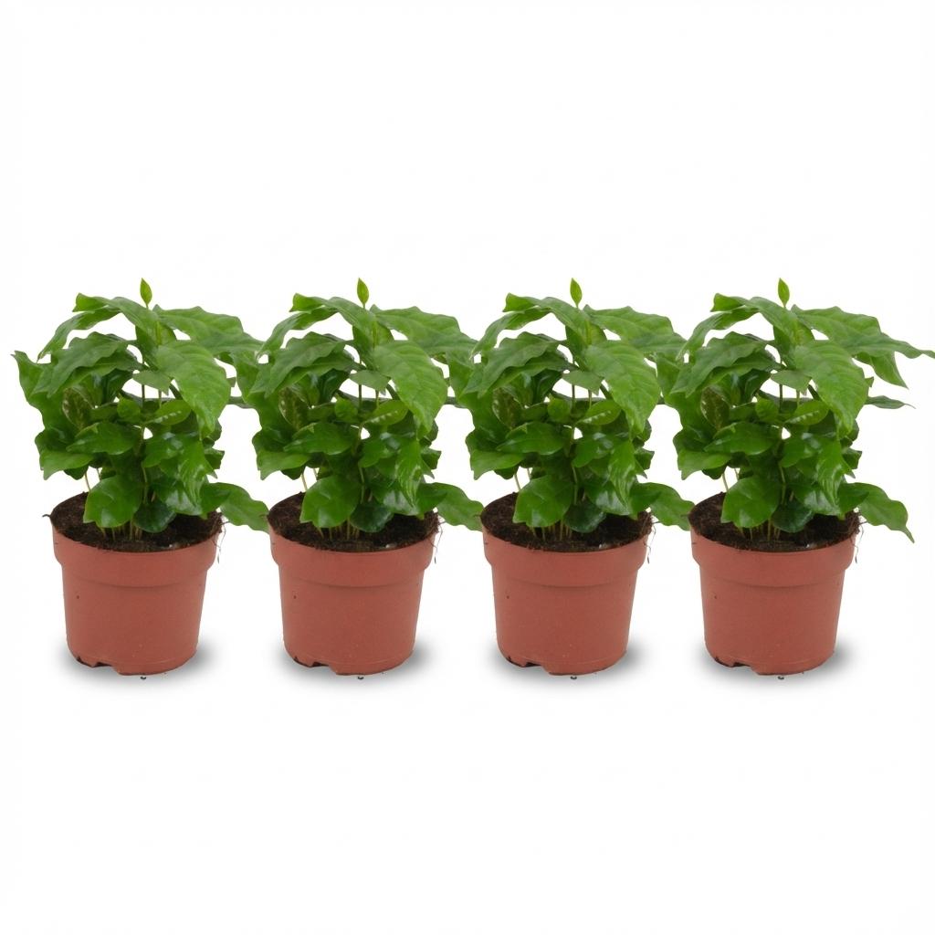 Coffea Arabica Koffieplant - 4x - Ø 12 cm - Hoogte: 25 cm