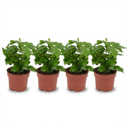 Coffea Arabica Koffieplant - 4x - Ø 12 cm - Hoogte: 25 cm
