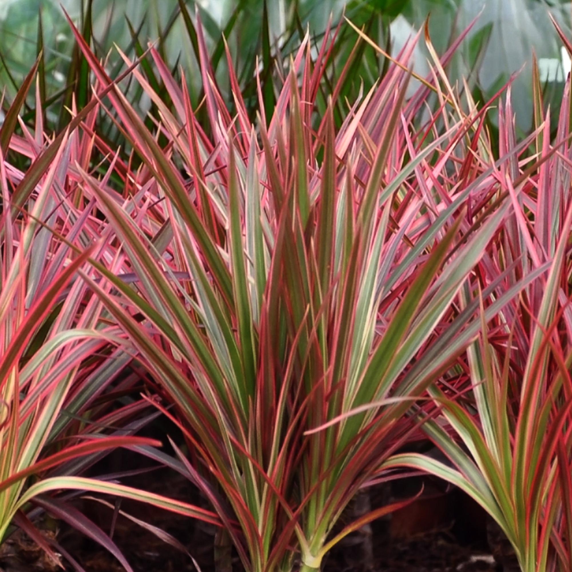 Dracaena Magenta - Drakenbloedboom - Weinig onderhoud - met mand - Groen - 1 Plant - Pot 21cm - Hoogte 90-100cm