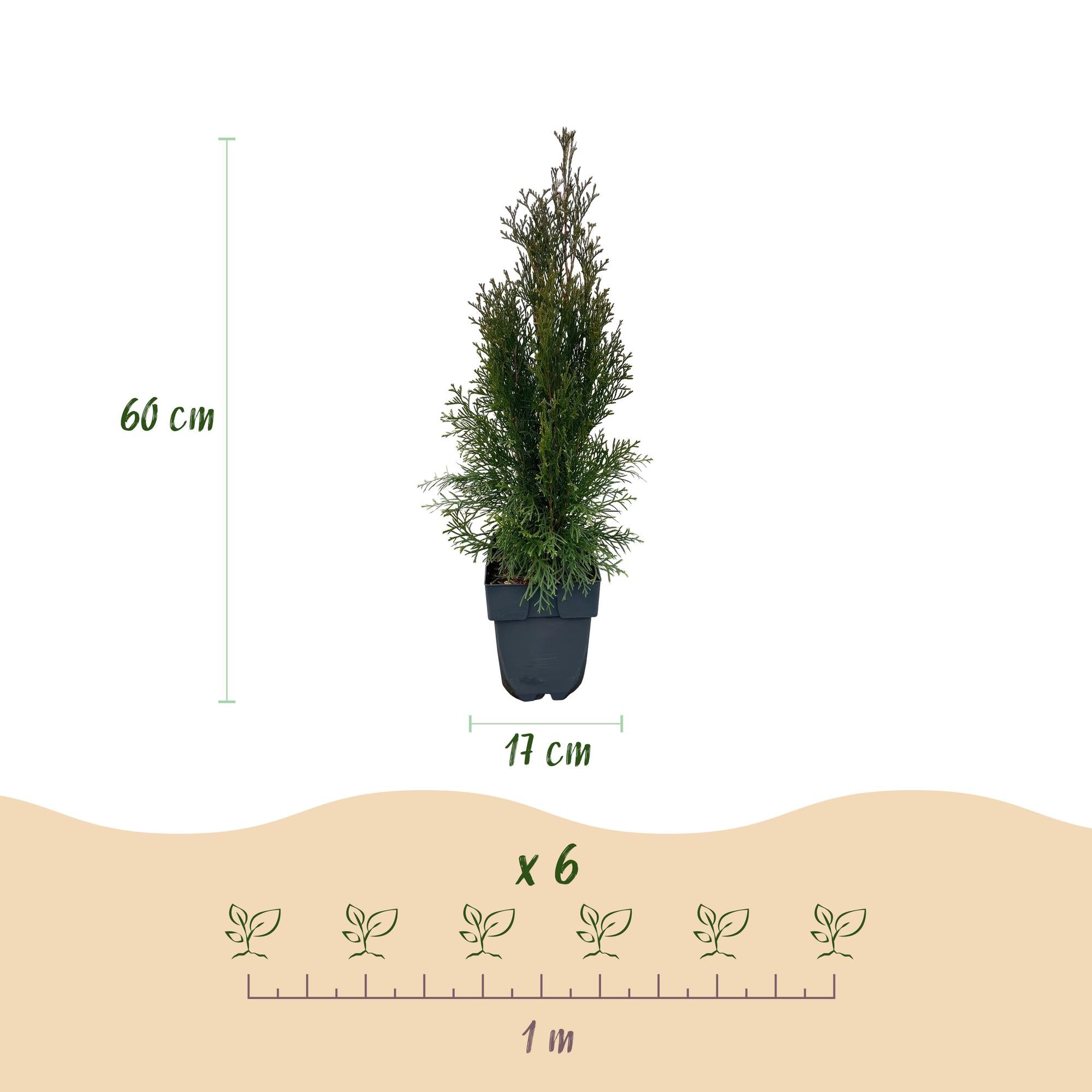 Green boutiQ - Heckenpflanzen - Thuja occidentalis Smaragd - Blatt grün - 6 Pflanzen - 1 laufender Meter - immergrün - Topf 17cm Höhe 60cm