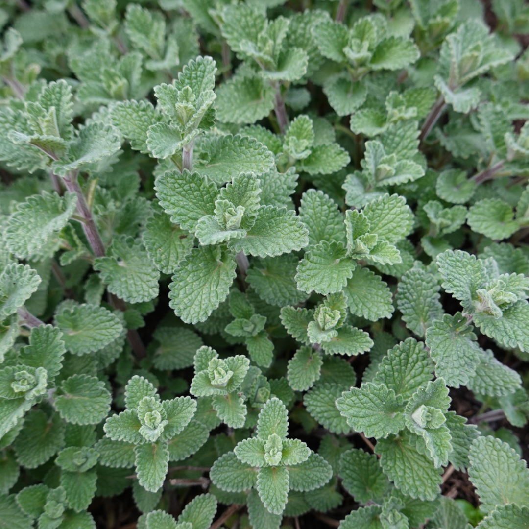 12x Nepeta 'Grol' - ↕10-25cm - Ø9cm