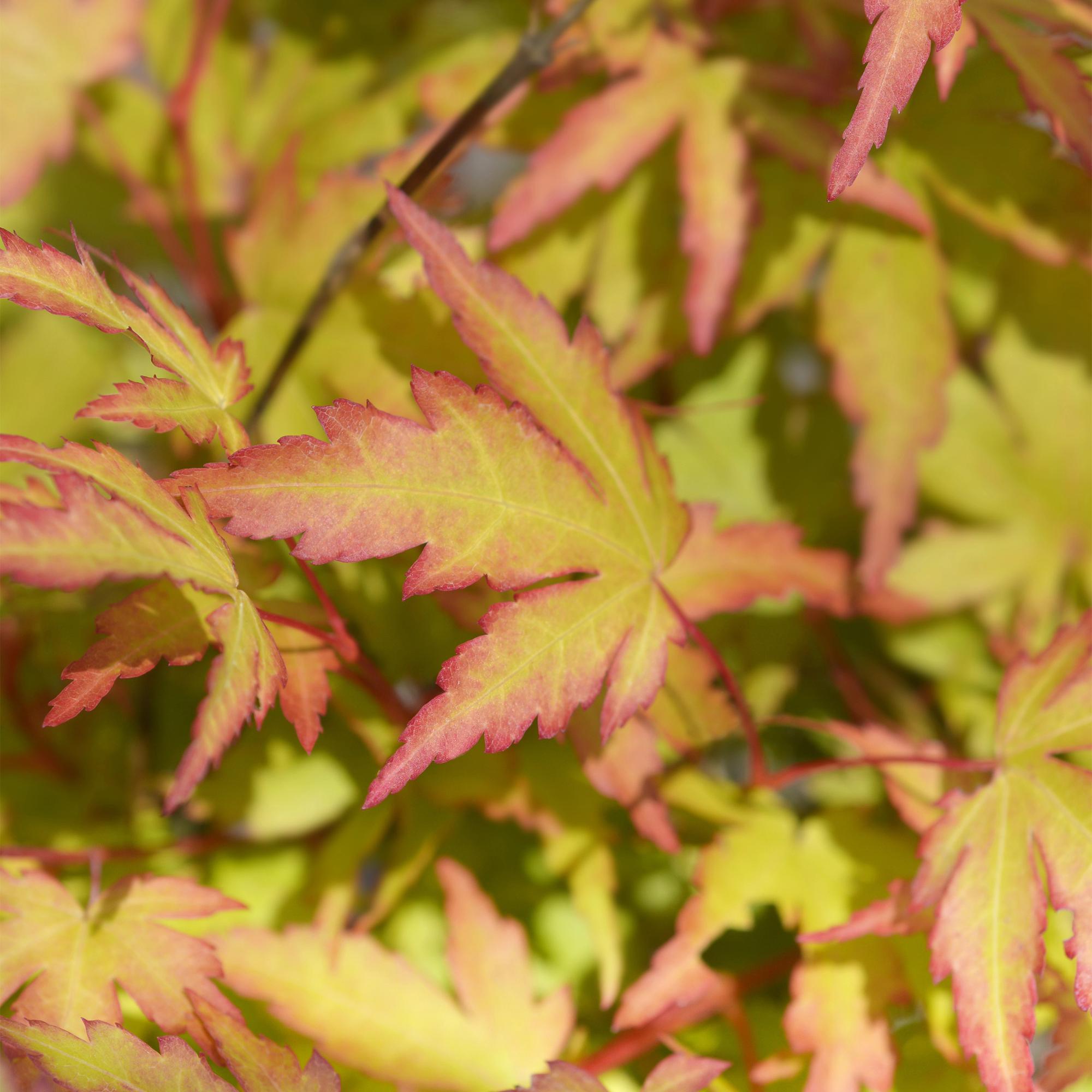 Acer palmatum Sangokaku - Groen - 3 Planten - Bladverliezend - Weing Onderhoud - Pot 12cm Hoogte 35cm