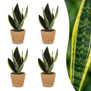 Sansevieria Future Superb - Vrouwentong - 4x - met Mand - Pot 12cm - Hoogte 35cm
