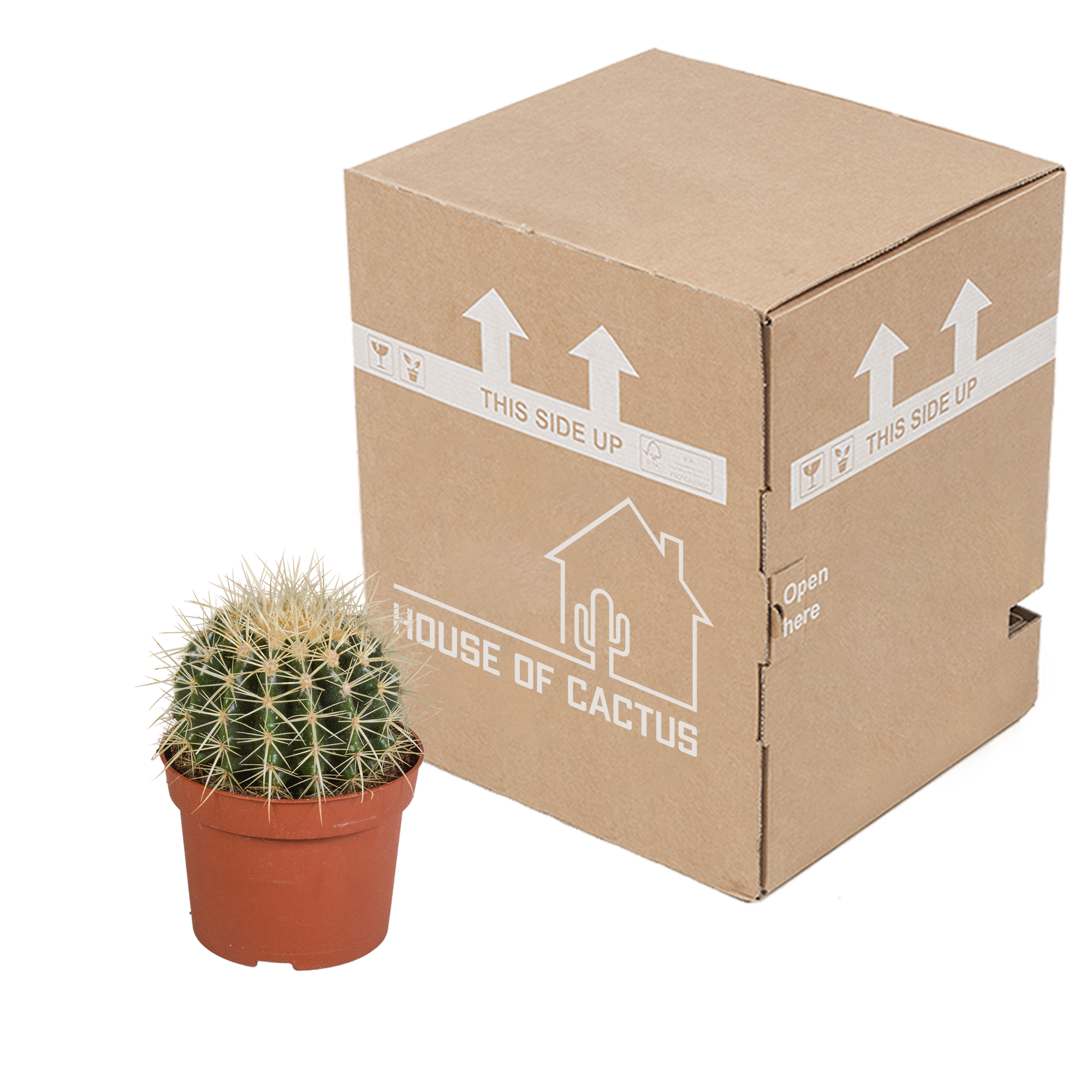 Echinocactus grusonii 12cm