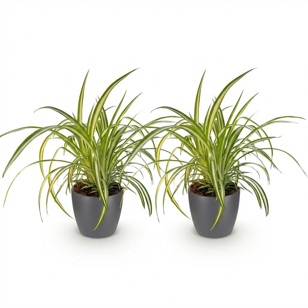 Chlorophytum comosum Variegatum - Bonte Graslelie - 2 Planten - met Potter Grijs - Pot 12cm - Hoogte 20cm