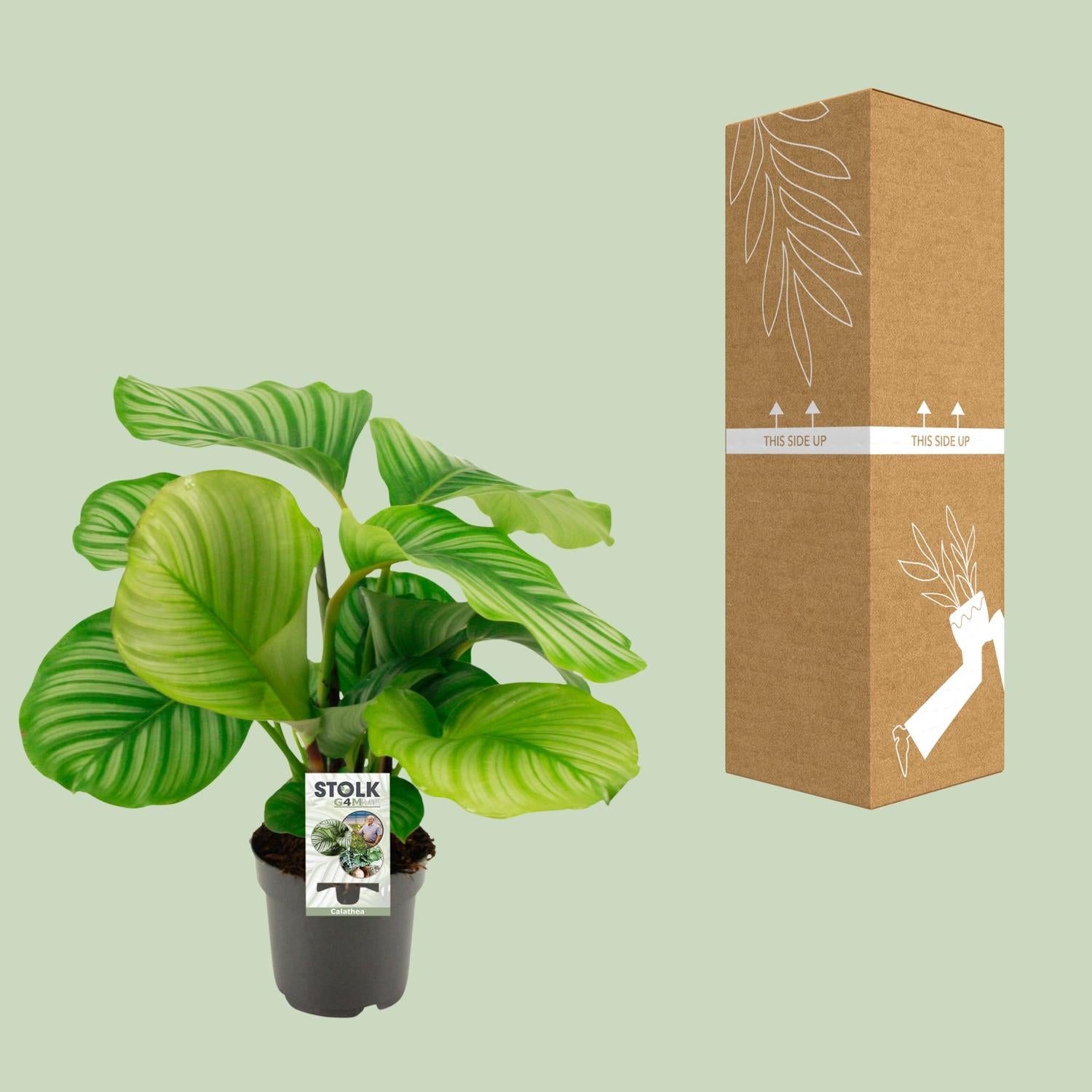 Calathea Orbifolia - Ø14cm - ↕50cm