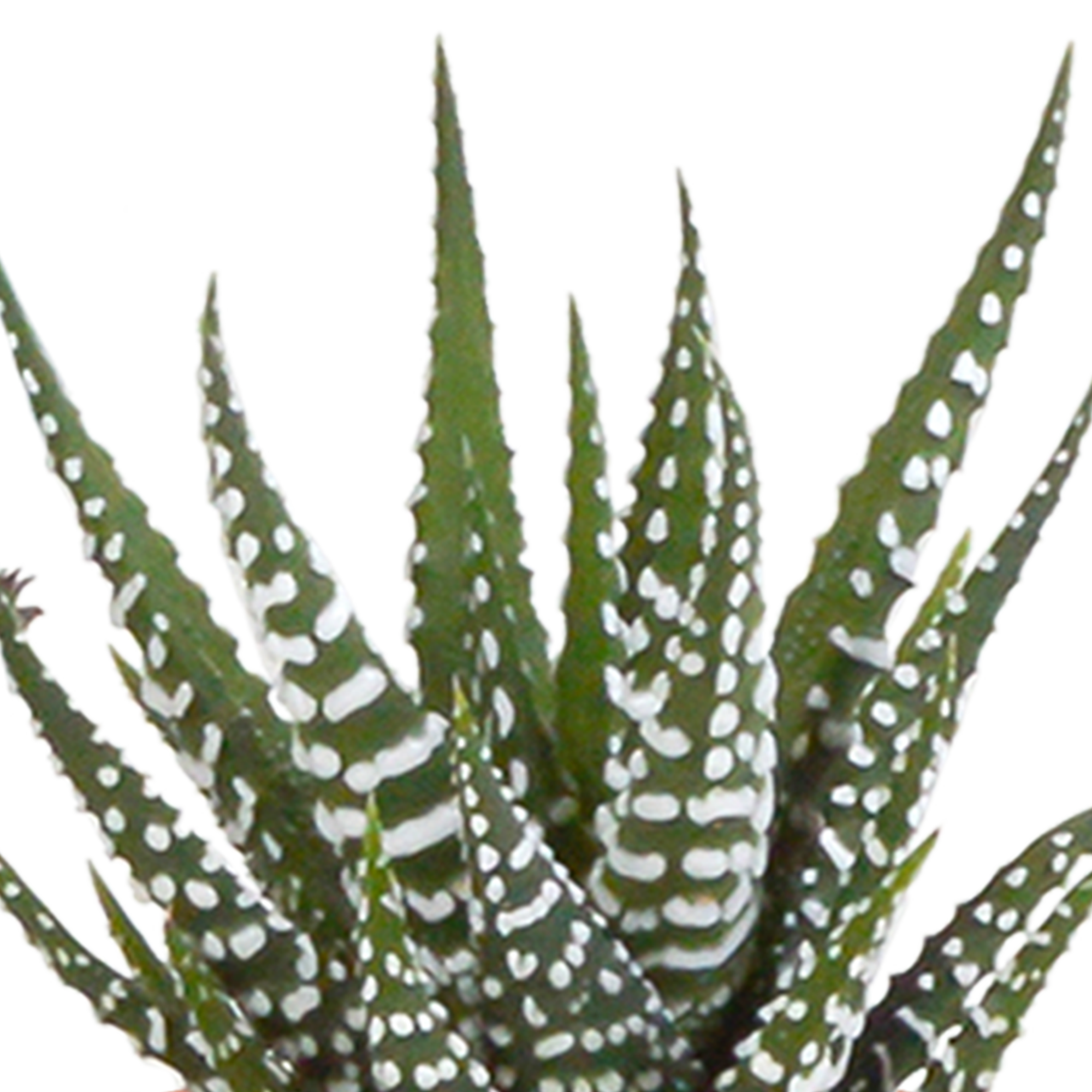 Cactus and succulent mix 5.5 cm | 15 pieces - in white pot
