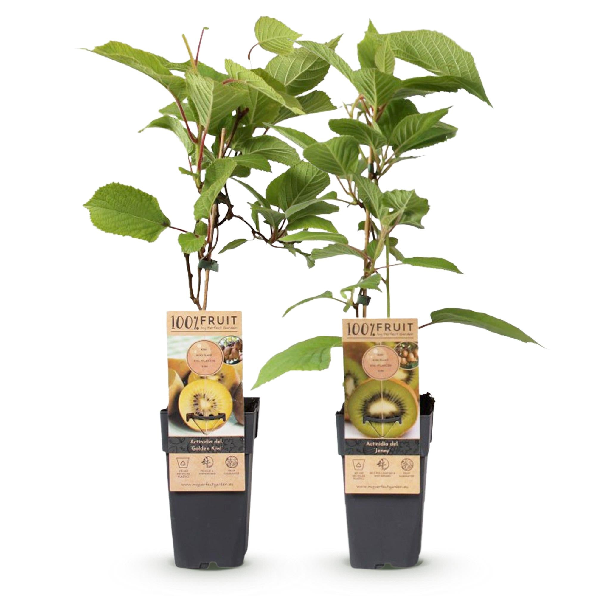Groene & Gele Kiwi - Actinidia deliciosa Jenny & Golden Kiwi  - 2 planten  - Pot 15cm Hoogte 50cm