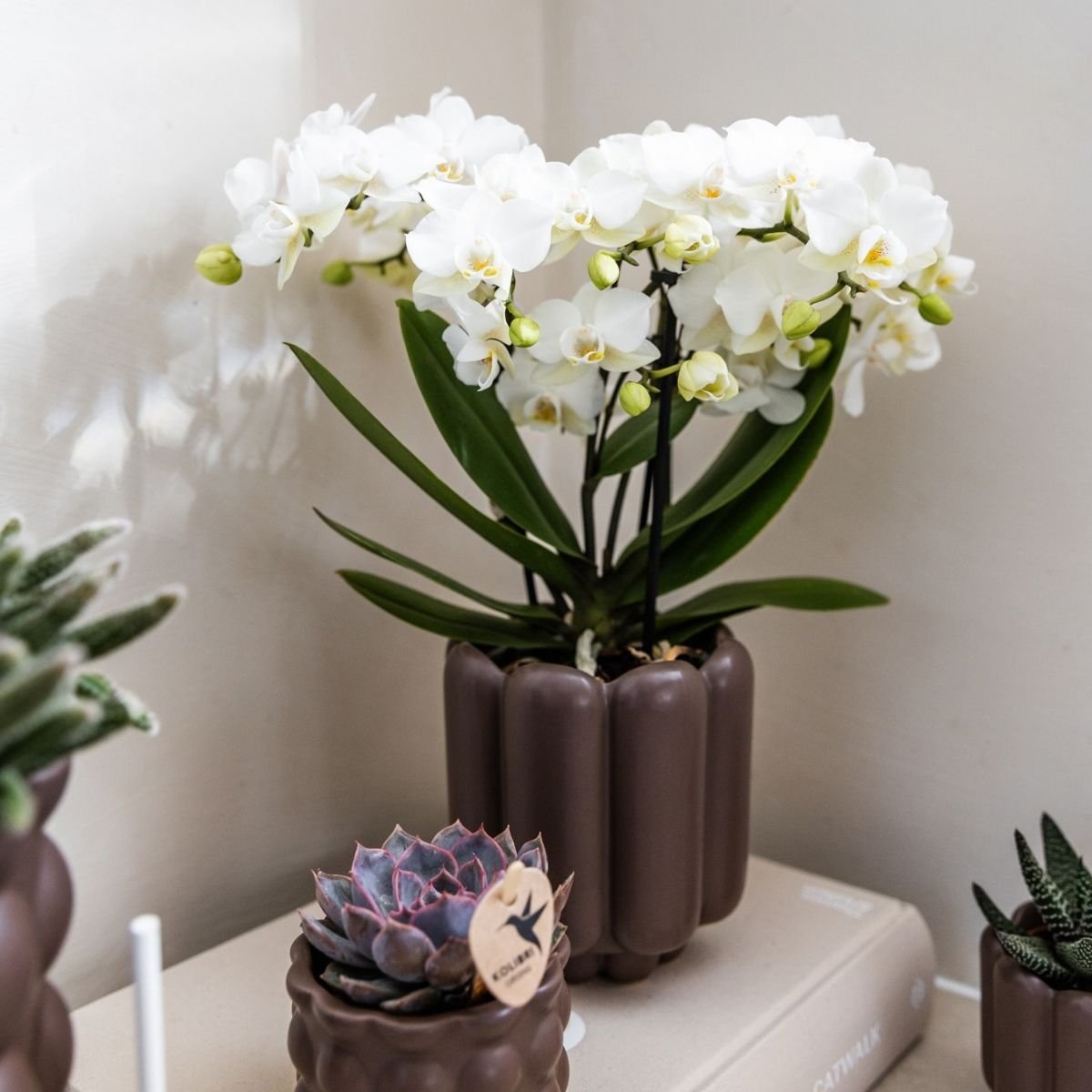 Kolibri Orchids | Combi Deal - 4 Witte Phalaenopsis Orchideeën Blossom Zurich - Ø9 cm