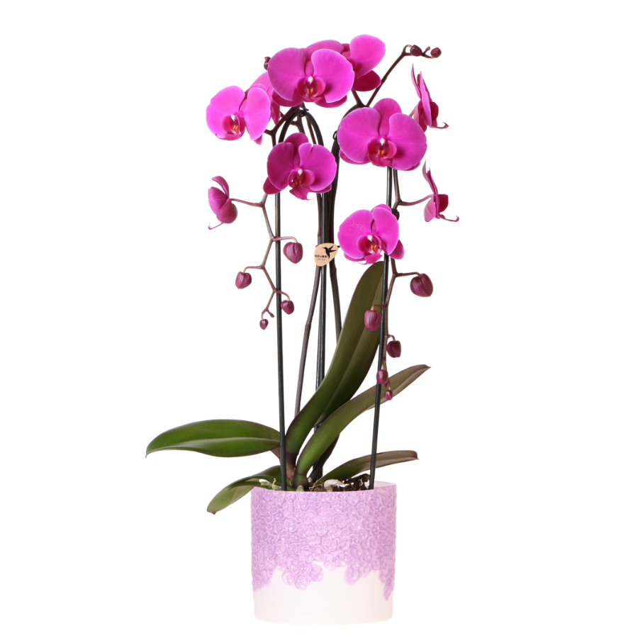 Kolibri Orchids | Paarse Freeride Niagara Falls orchidee + Bloom sierpot– potmaat Ø12cm | bloeiende kamerplant – vers van de kweker