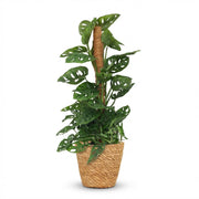 Monkey Mask - Monstera Andansonii Mosstok - Groen - Weinig onderhoud - 1 Plant - met Mand - Pot 19cm - Hoogte 90cm