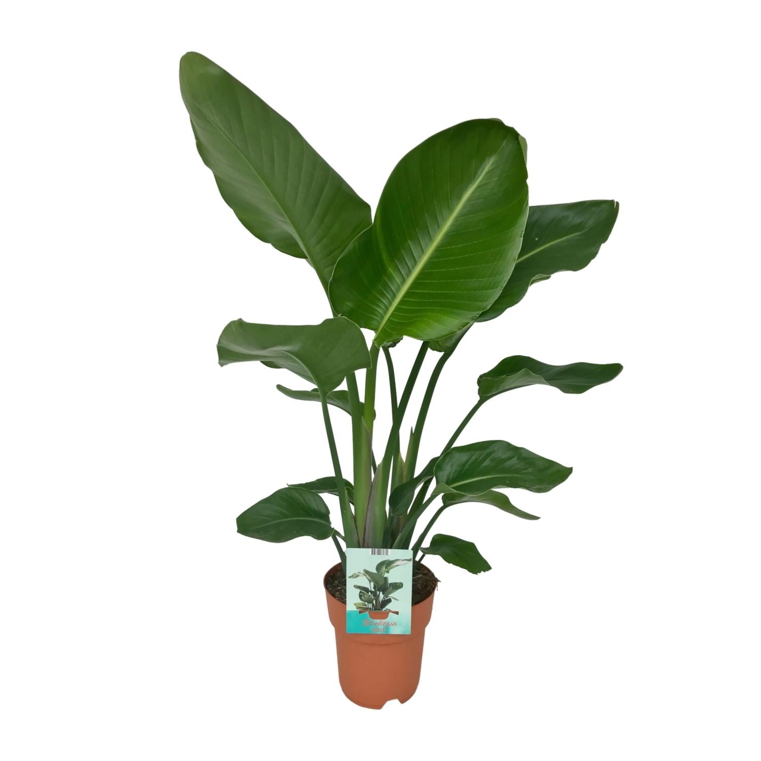 Strelitzia Nicolai – Paradiesvogelblume – Ø 19 cm – ↕ 90 cm