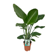 Strelitzia Nicolai – Paradiesvogelblume – Ø 19 cm – ↕ 90 cm