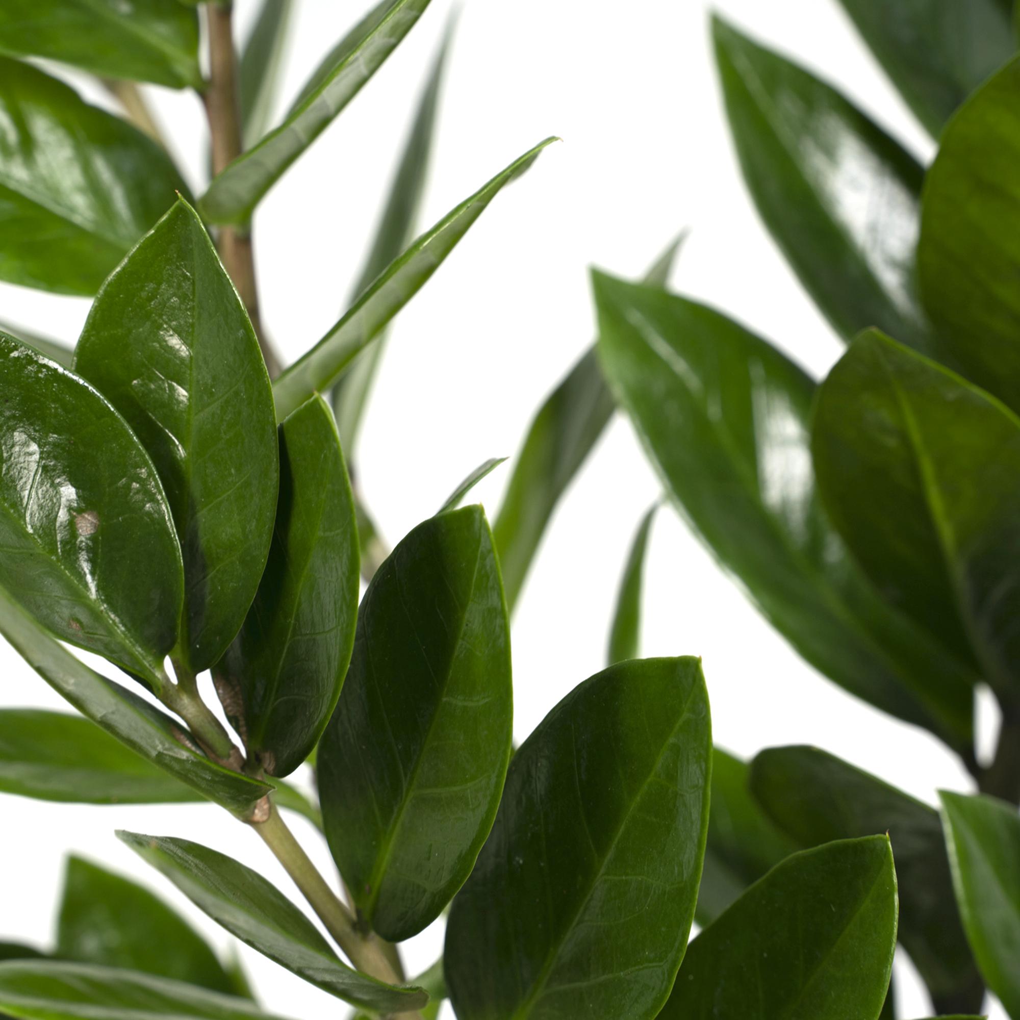 Zamioculcas Zamiifolia - Ø17 cm - ↕70 cm