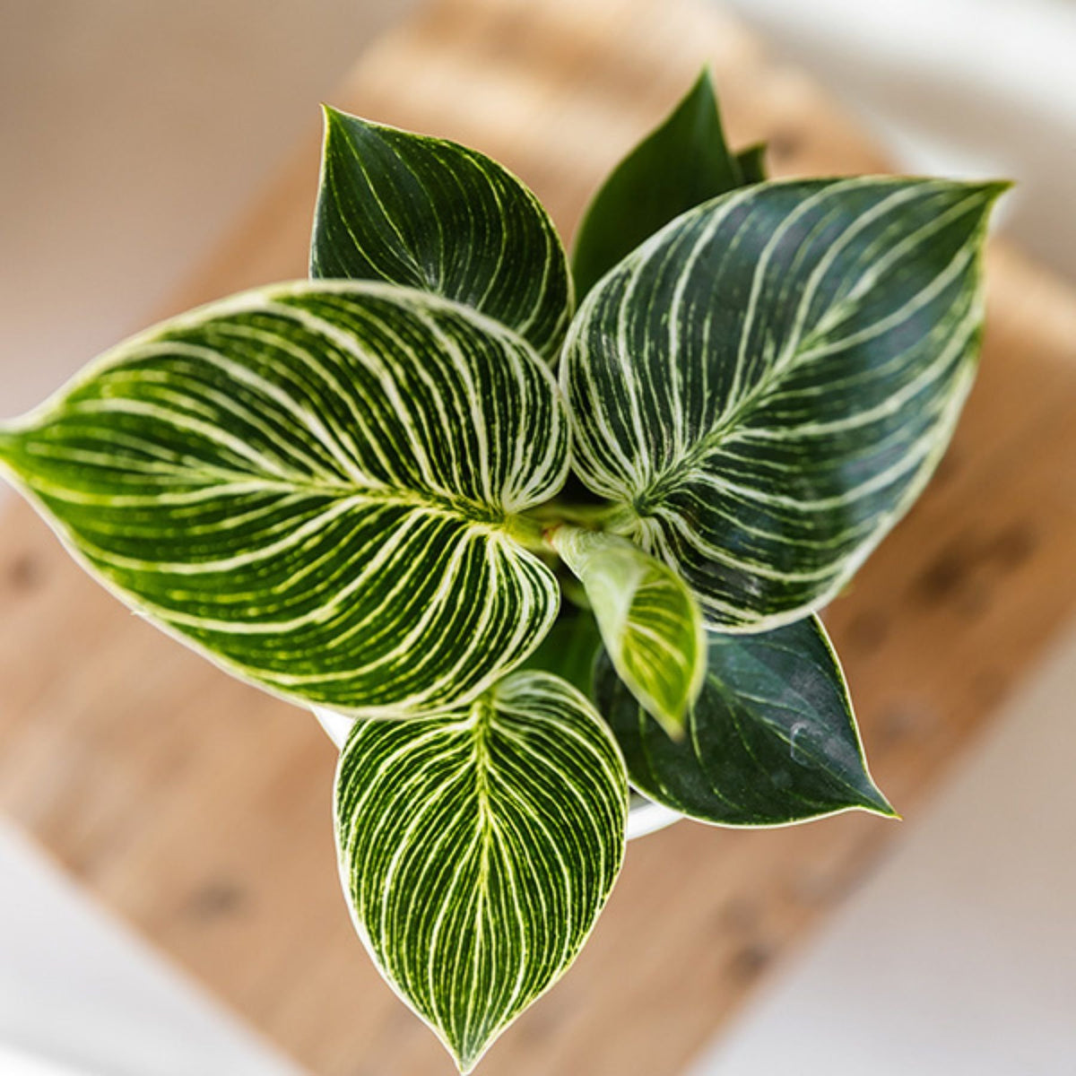 Kolibri Orchids | Plantenset Chrome - Oranje-Gele Phalaenopsis Orchidee Mineral Grosseto & Philodendron White Measure & Calathea Makoyana