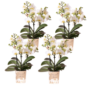 Kolibri Orchids | Combi Deal - 4 Witte Phalaenopsis Orchideeën Blossom Lausanne - Ø9 cm