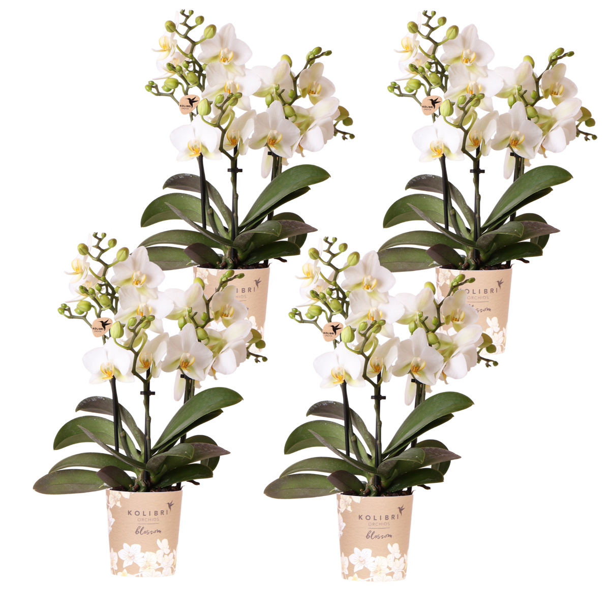 Kolibri Orchids | Combi Deal - 4 Witte Phalaenopsis Orchideeën Blossom Lausanne - Ø9 cm
