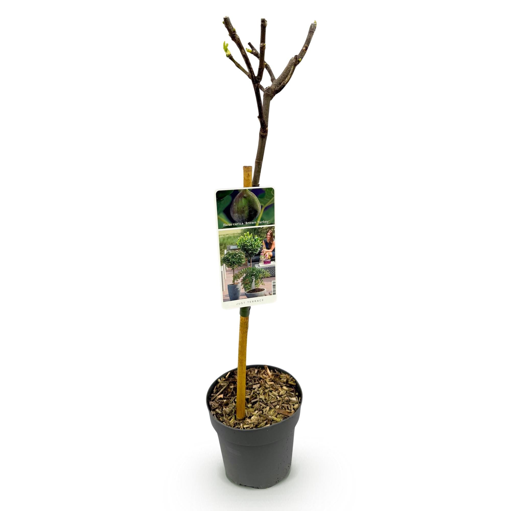 Green boutiQ - Pianta su stelo - Ficus carica Brown Turkey - Pianta da terrazza - Decidua - Resistente all'inverno - Frutto verde - Vaso 19 cm Altezza 90 cm