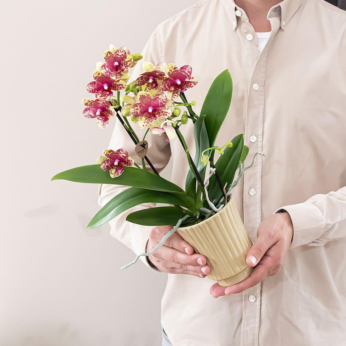 Kolibri Orchids | Orquídea phalaenopsis naranja-amarilla, maceta de 9 cm de diámetro | Grosseto | Planta de interior con flor - recién cultivada