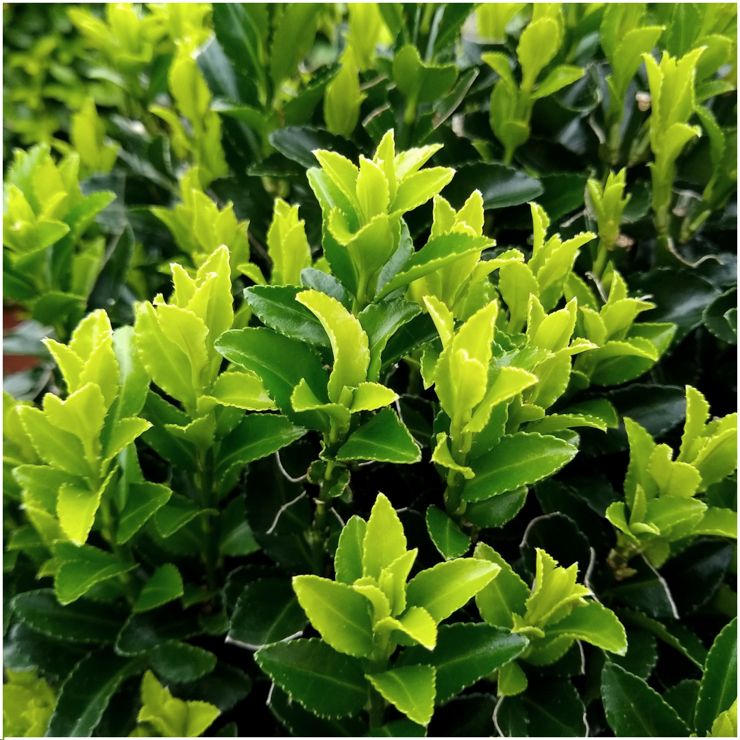 4 x 6 pack Euonymus 'Green Spire' - Ø 7 cm - ↨ 15 cm