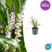 48 kpl Liriope muscari 'Monroe White' - ↕10-25cm - Ø9cm